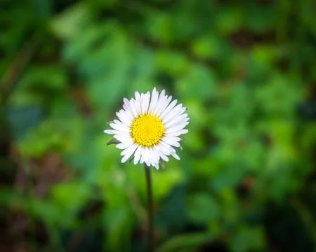 Close-up of a flower on the meadow, spring Stock Photos