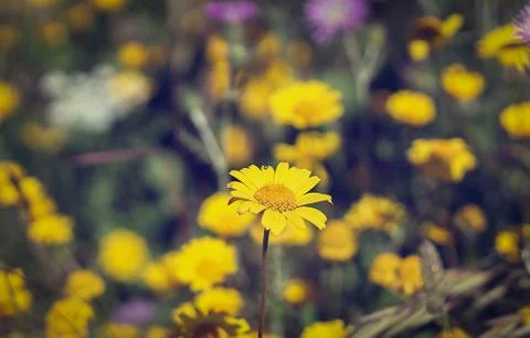 Close-up of a flower on the meadow, spring Stock Photos