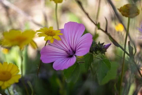 Close-up of a flower on the meadow, spring Stock Photos