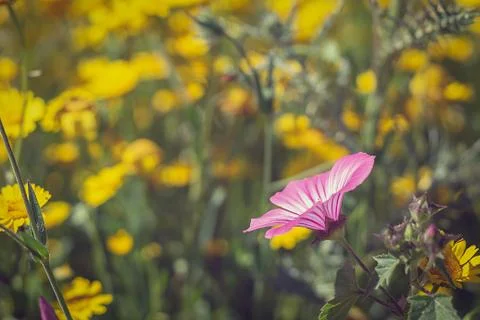 Close-up of a flower on the meadow, spring Stock-Fotos