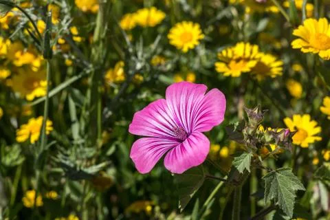 Close-up of a flower on the meadow, spring Stock Photos