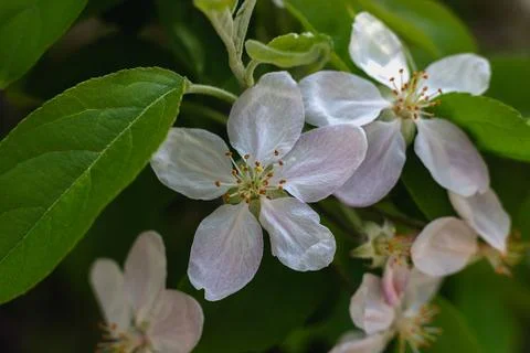 Close-up of a flower on the meadow, spring Stock-Fotos