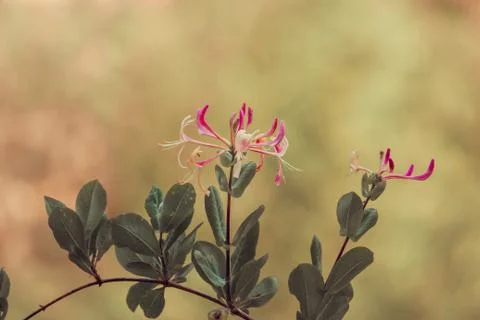Close-up of a flower on the meadow, spring Foto stock