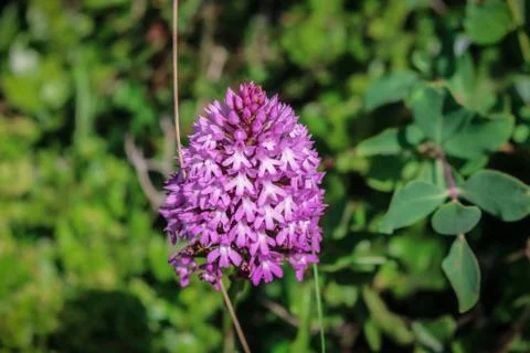 Close-up of a flower on the meadow, spring Stock Photos