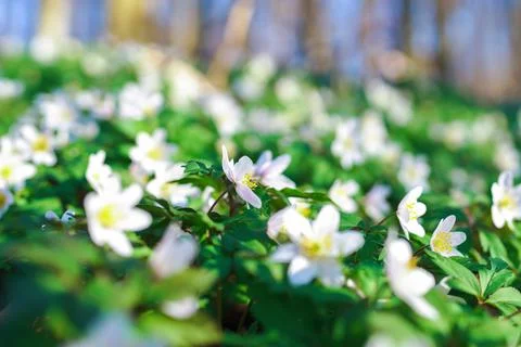 Close-up of a flower meadow in spring Stock Photos