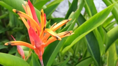Close up Flower moves cause of the wind Stock Footage 130932859