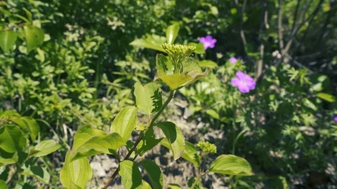Close up flower in nature blowing in the wind Stock Footage 112777534