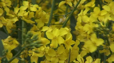 Close up of flower on oilseed rape Stock Footage 49952893