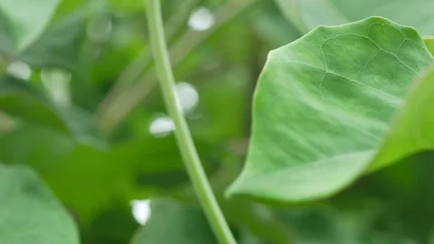 Close up flower orange Stock-Footage 111855767