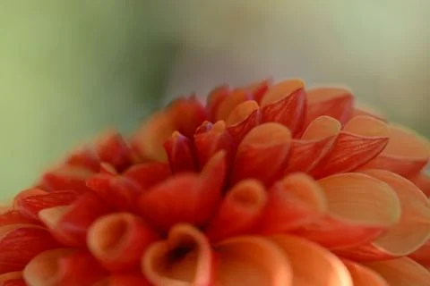 Close up flower in orange 스톡 사진