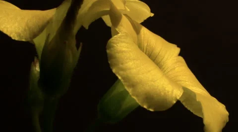Close up flower petal time lapse Stock-Footage 47112584