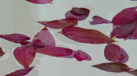 Close-up of flower petals Video stock 57814716
