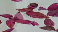 Close-Up Of Flower Petals Stock Footage