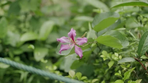 Close up of flower petals Stock Footage 236603019