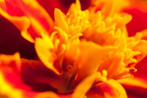 Close-up flower Stock Photos