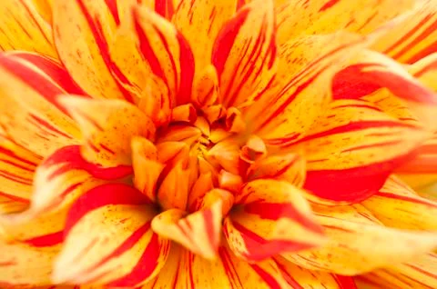Close up flower Stock Photos