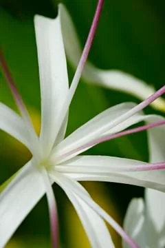 Close up of flower Stock Photos