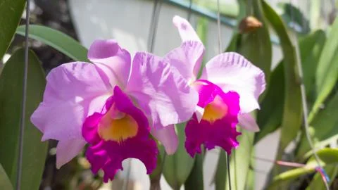 Close up flower Stock Photos