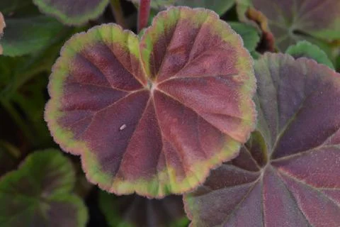 Close up Flower Foto stock