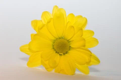 Close up flower Stock Photos