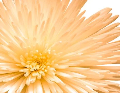 Close - up flower Stock Photos