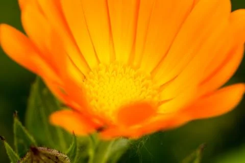 Close up of a flower Stock Photos
