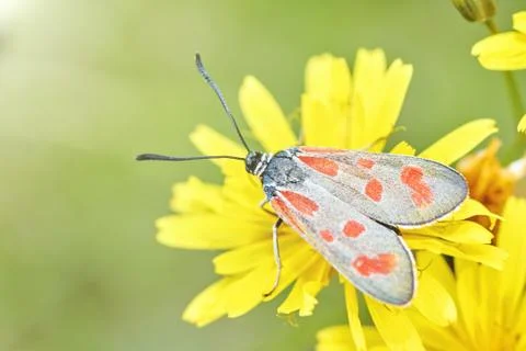 Close up of flower Stock Photos