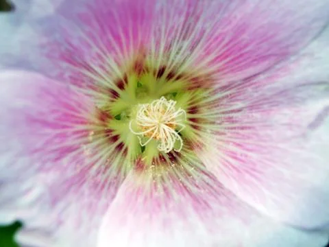 Close up Flower Stock Photos