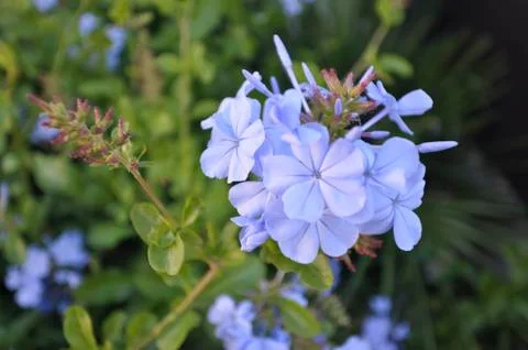 Close-up of a flower 写真素材