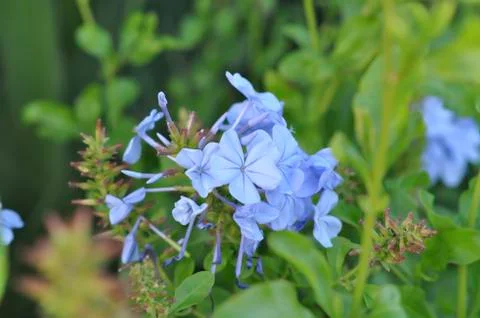 Close-up of a flower 写真素材