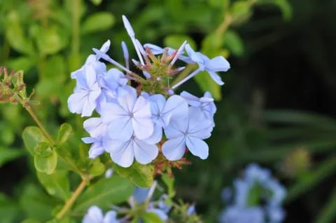 Close-up of a flower. Stock Photos