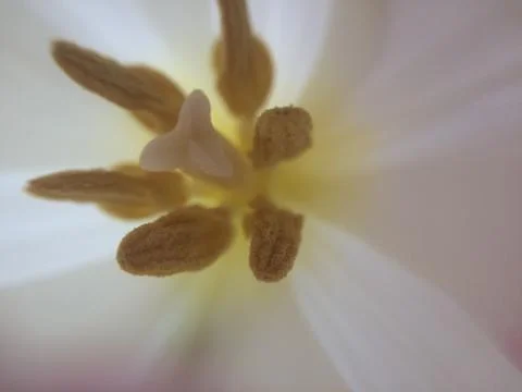 Close up of a flower Stock Photos