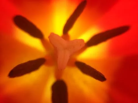 Close up of a flower Stock Photos