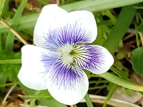 Close up flower Stock Photos