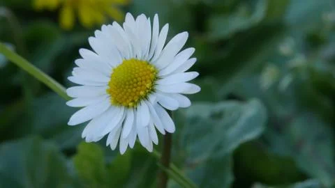 Close up on flower Stock Photos