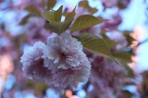 A close up of a flower Stock Photos