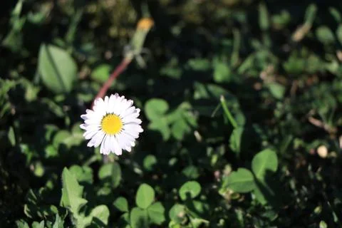 A close up of a flower Stock Photos