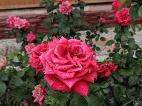 A close up of a flower Stock Photos