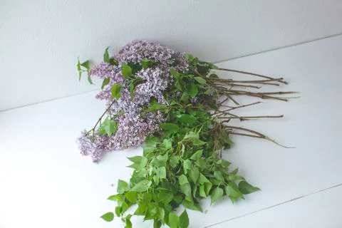 A close up of a flower. Stock Photos