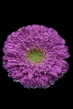 A close up of a flower Foto stock