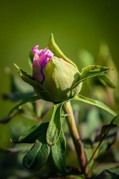 A close up of a flower Stock Photos