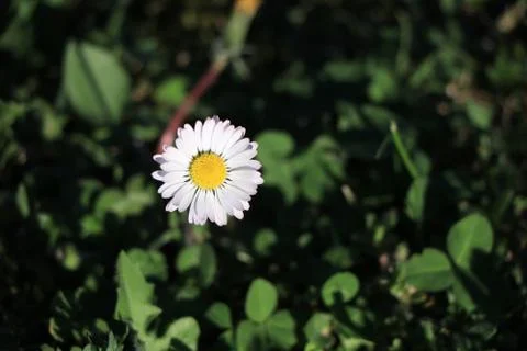A close up of a flower Stock Photos