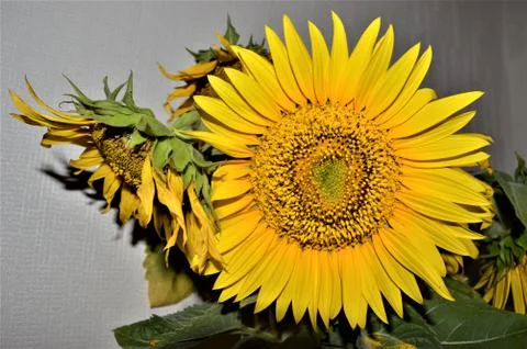 A close up of a flower Foto stock