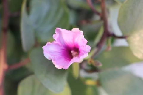 A close up of a flower Stock Photos