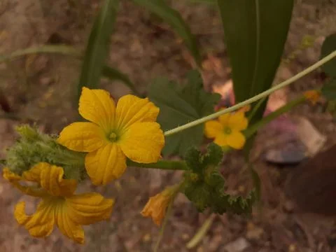 A close up of a flower Stock Photos