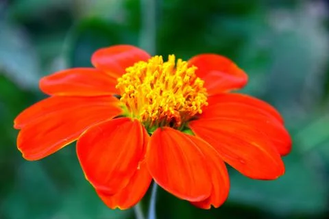 CLOSE UP FLOWER Stock Photos