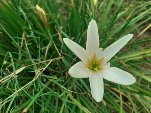 A close up of a flower Stock Photos