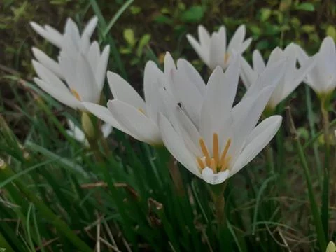 A close up of a flower Stock Photos