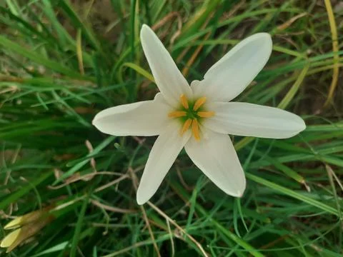 A close up of a flower Stock Photos