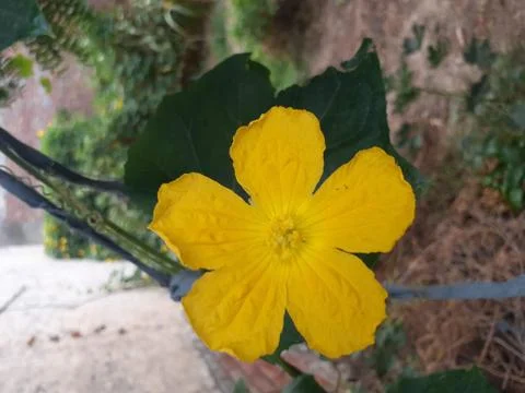 A close up of a flower Stock Photos